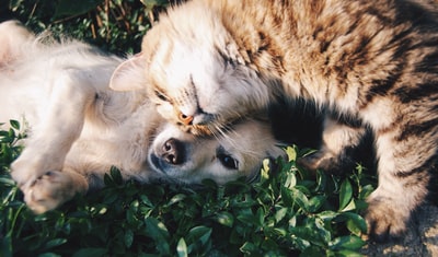 白狗和灰猫在草地上互相拥抱